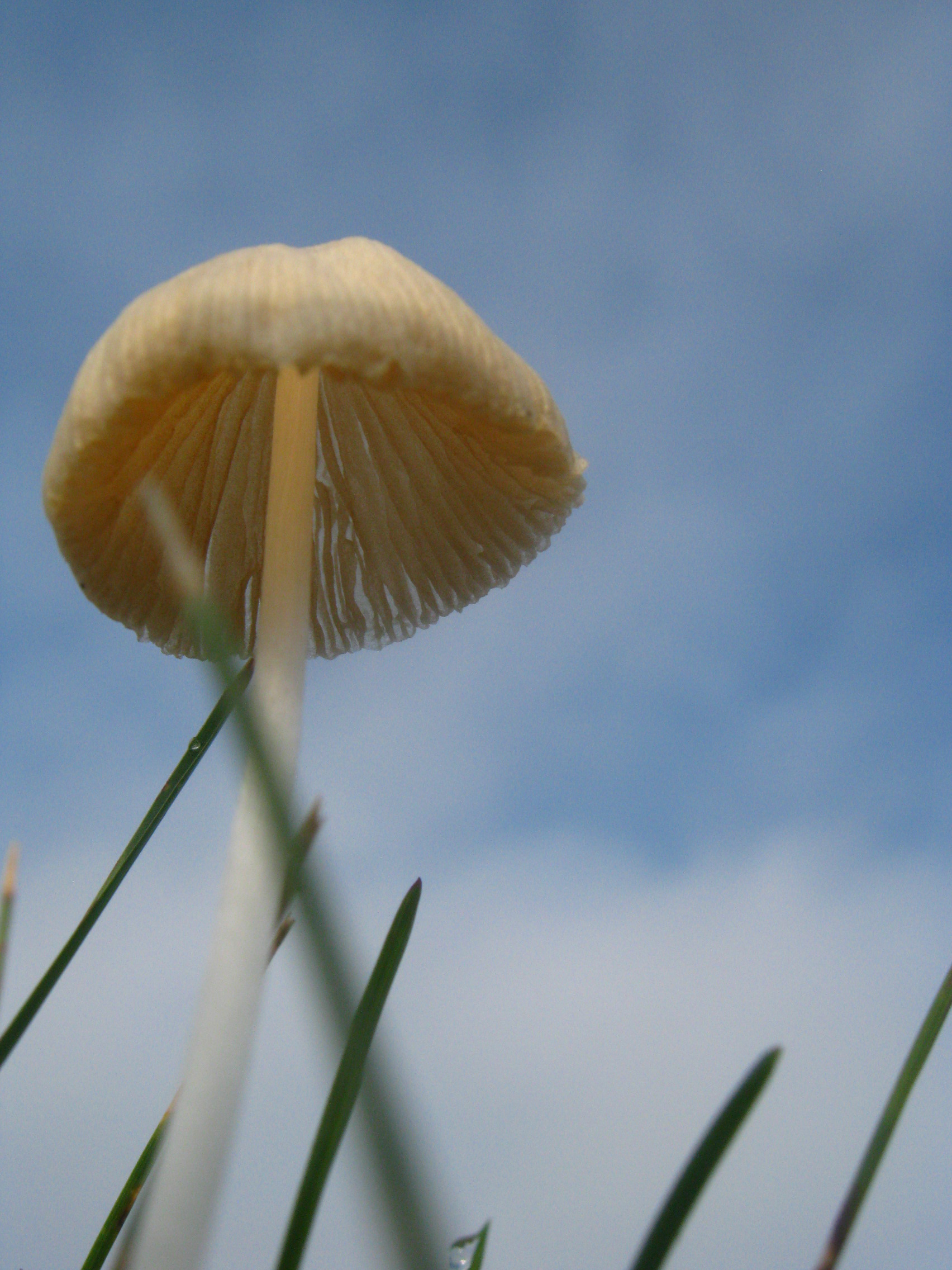 amb.Under the Mushroom's Cap
